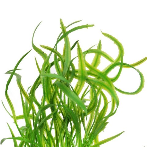 BUKIET WODOROSTÓW 46 CM ZIELONY