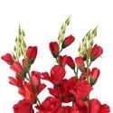 Bukiet 5 czerwonych Gladioli o Wysokości 60 cm