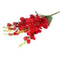 Bukiet 5 czerwonych Gladioli o Wysokości 60 cm