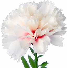 GOŹDZIK kwiat pojedynczy 30 CM KOLOR RÓŻOWY