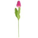TULIPAN POJEDYNKA KOLOR CIEMNO RÓŻOWY