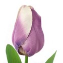 TULIPAN POJEDYNKA KOLOR FIOLETOWY