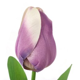 TULIPAN POJEDYNKA KOLOR FIOLETOWY