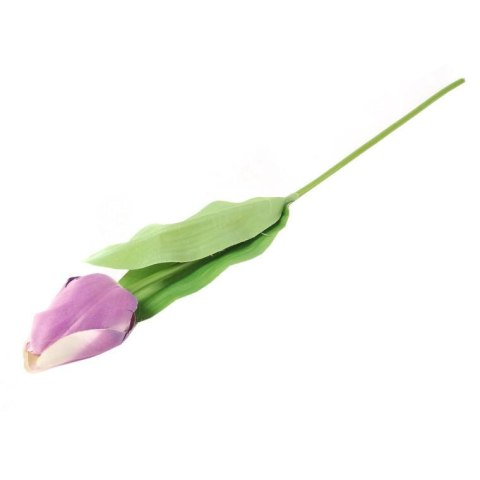 TULIPAN POJEDYNKA KOLOR FIOLETOWY