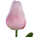 TULIPAN POJEDYNKA KOLOR JASNO RÓŻOWY