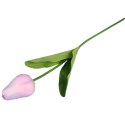 TULIPAN POJEDYNKA KOLOR JASNO RÓŻOWY