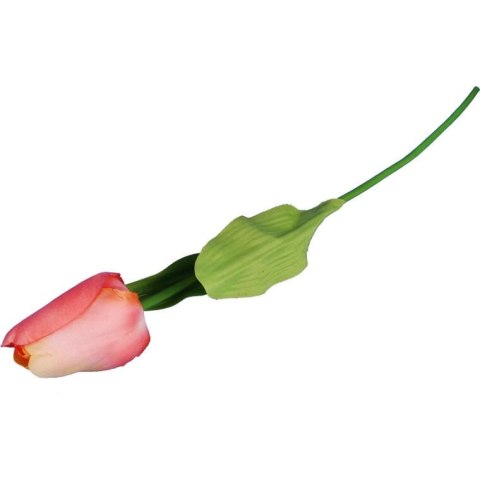 TULIPAN POJEDYNKA KOLOR ŁOSOSIOWY