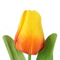 TULIPAN POJEDYNKA KOLOR POMARAŃCZOWY