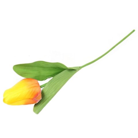 TULIPAN POJEDYNKA KOLOR POMARAŃCZOWY