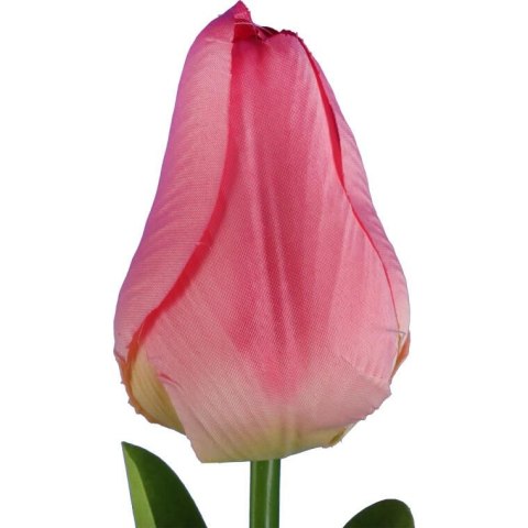 TULIPAN POJEDYNKA KOLOR RÓŻOWY