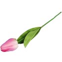 TULIPAN POJEDYNKA KOLOR RÓŻOWY