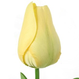 TULIPAN POJEDYNKA KOLOR ŻÓŁTY
