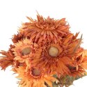 BUKIET 12 GERBER JESIENNYCH 48 CM KOLOR POMARAŃCZOWY