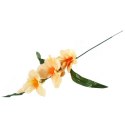 GLADIOLA ŁOSOSIOWA 55 cm
