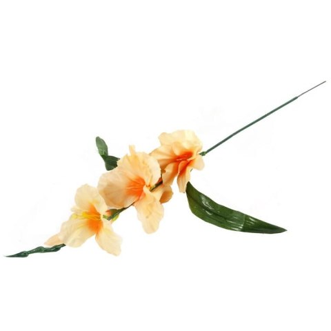 GLADIOLA ŁOSOSIOWA 55 cm GLADIOLA ŁOSOSIOWA 55 cm