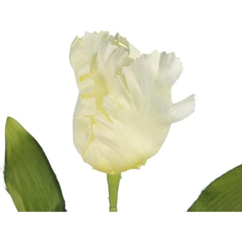 TULIPAN STRZĘPIASTY 54 CM BIAŁY TULIPAN STRZĘPIASTY 54 CM BIAŁY