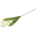 TULIPAN STRZĘPIASTY 54 CM BIAŁY