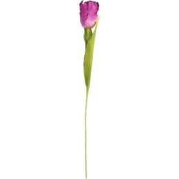 TULIPAN STRZĘPIASTY 54 CM FIOLETOWY