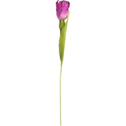 TULIPAN STRZĘPIASTY 54 CM FIOLETOWY TULIPAN STRZĘPIASTY 54 CM FIOLETOWY