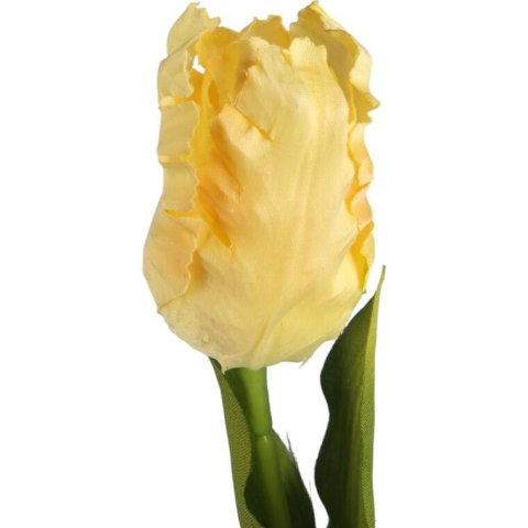 TULIPAN STRZĘPIASTY 54 CM KREMOWY TULIPAN STRZĘPIASTY 54 CM KREMOWY