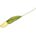 TULIPAN STRZĘPIASTY 54 CM KREMOWY