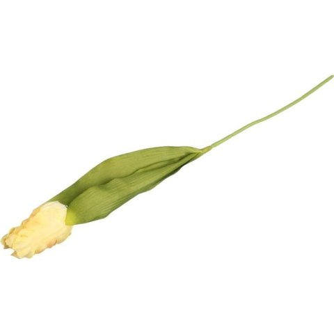 TULIPAN STRZĘPIASTY 54 CM KREMOWY TULIPAN STRZĘPIASTY 54 CM KREMOWY