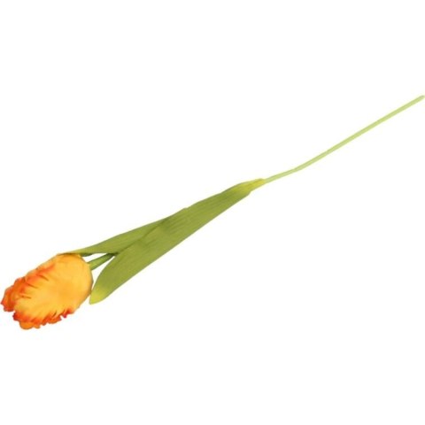 TULIPAN STRZĘPIASTY 54 CM POMARAŃCZOWY TULIPAN STRZĘPIASTY 54 CM POMARAŃCZOWY