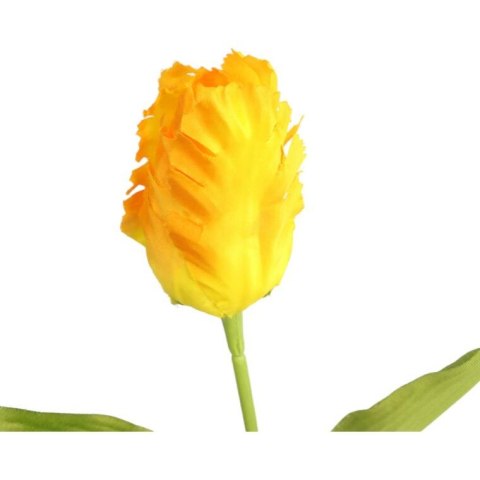 TULIPAN STRZĘPIASTY 54 CM ŻÓŁTY TULIPAN STRZĘPIASTY 54 CM ŻÓŁTY