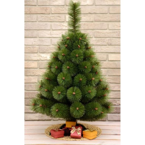 CHOINKA ŻYŁKA KLARA NIEROZCZEPIONA 50CM