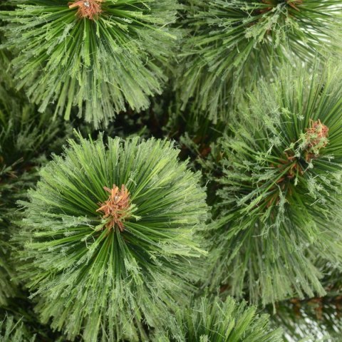 CHOINKA ŻYŁKA KLARA ROZCZEPIONA 50CM