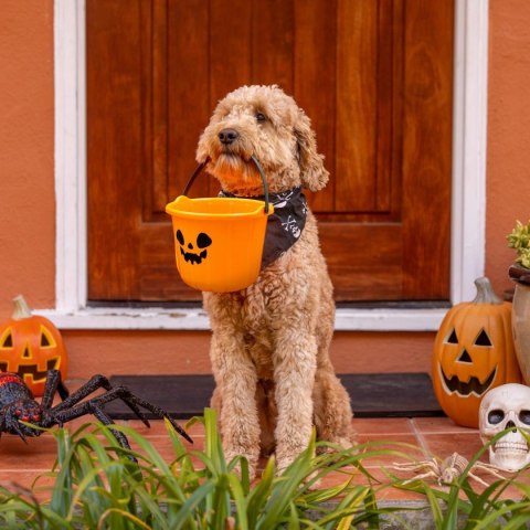 WIADRO NA CUKIERKI HALLOWEEN 17CM WIADRO NA CUKIERKI HALLOWEEN 17CM