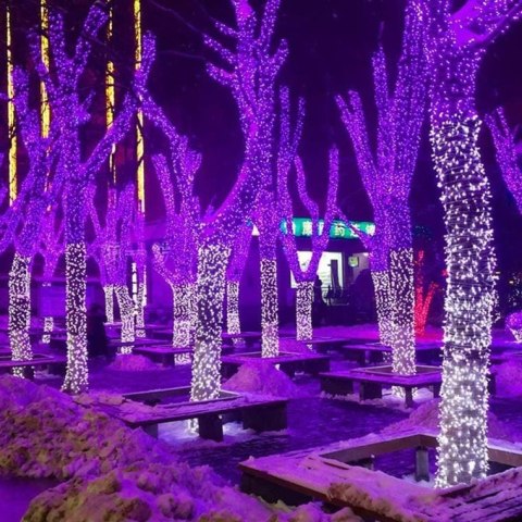 Fioletowe Lampki Choinkowe 100 LED - Perełki, Zasilanie Sieciowe, 8m Długości