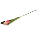TULIPAN 45 CM kremowo różowy