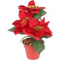 Bukiet WELUROWYCH POINSECJI w doniczce 20 cm KOLOR CZERWONY