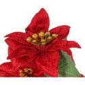 Bukiet WELUROWYCH POINSECJI w doniczce 20 cm KOLOR CZERWONY