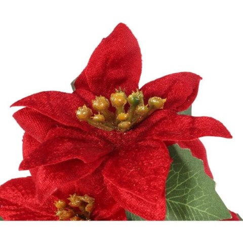 Bukiet WELUROWYCH POINSECJI w doniczce 20 cm KOLOR CZERWONY