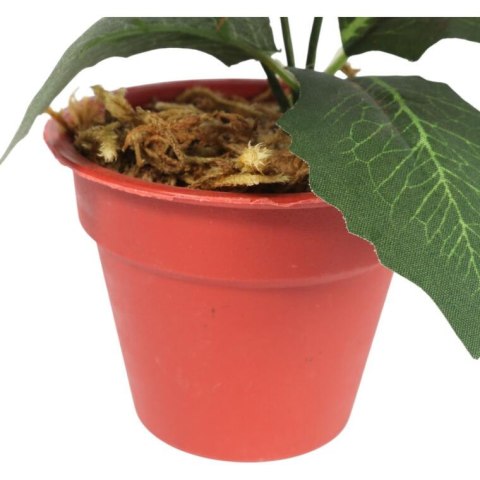 Bukiet WELUROWYCH POINSECJI w doniczce 20 cm KOLOR CZERWONY