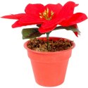 POINSECJA w doniczce 13 cm KOLOR CZERWONY