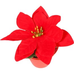 POINSECJA w doniczce 13 cm KOLOR CZERWONY