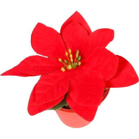 POINSECJA w doniczce 13 cm KOLOR CZERWONY