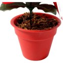 POINSECJA w doniczce 13 cm KOLOR CZERWONY